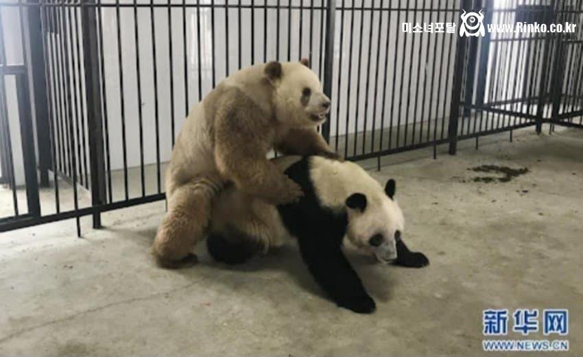 이와중에 푸바오 근황 ㅗㅜㅑ