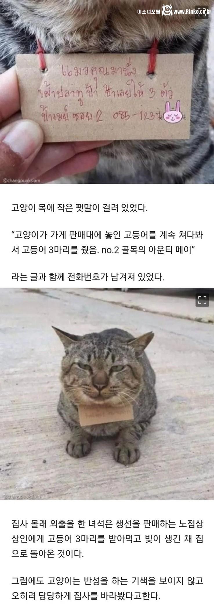 가출했다가 빚지고 당당히 돌아온 고양이.jpg