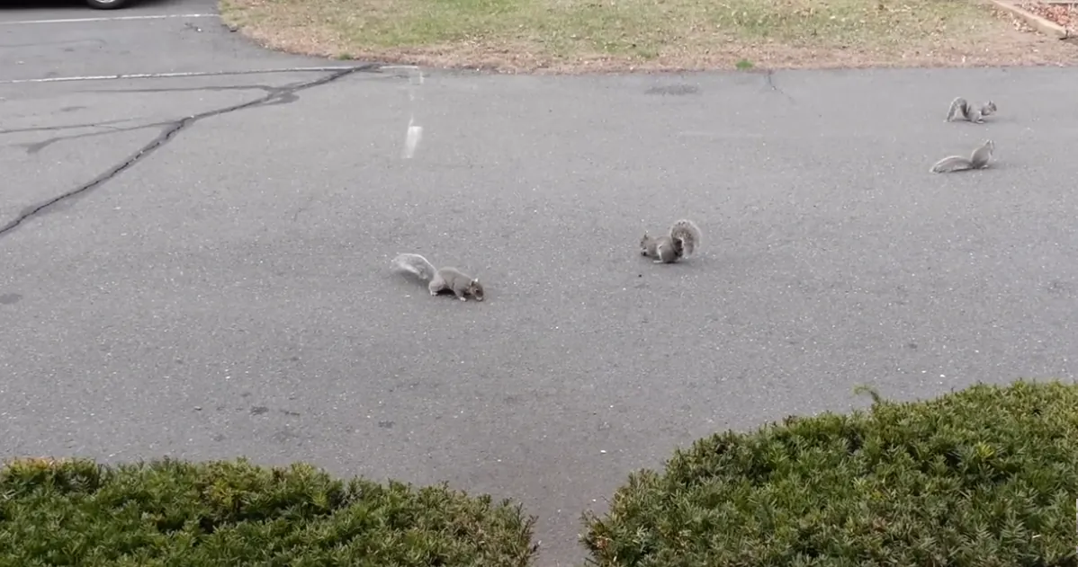 청설모를 위해 머핀을 만들어준 사람