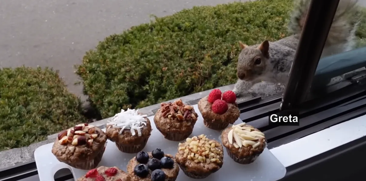 청설모를 위해 머핀을 만들어준 사람