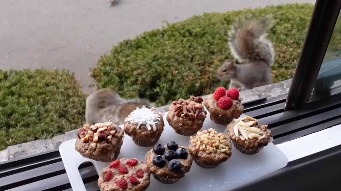 청설모를 위해 머핀을 만들어준 사람