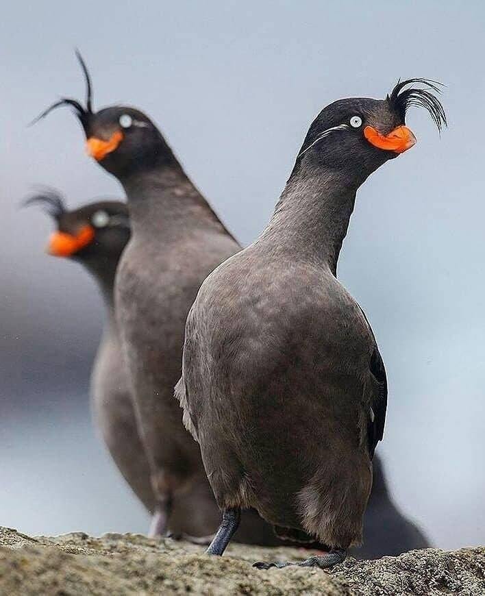 의외로 실제로 존재하는 특이한 생물