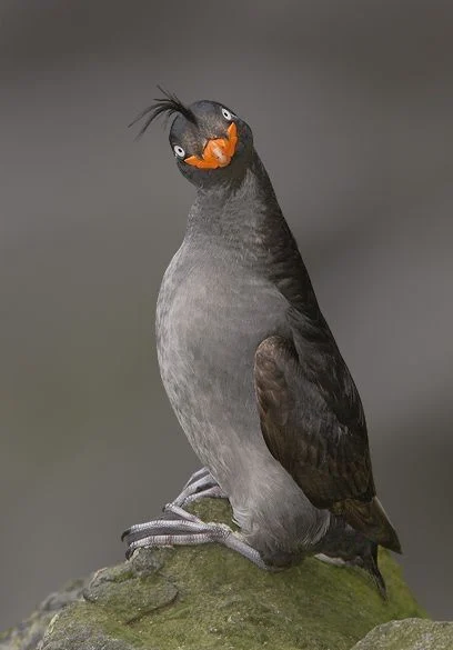 의외로 실제로 존재하는 특이한 생물