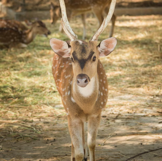녹용약재로 쓸 수 없는 사슴들