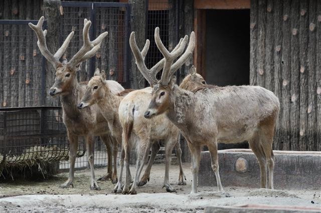 녹용약재로 쓸 수 없는 사슴들
