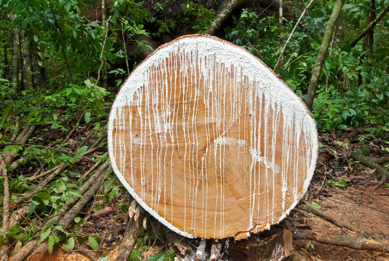 우유 같은 흰 수액이 나오는 나무