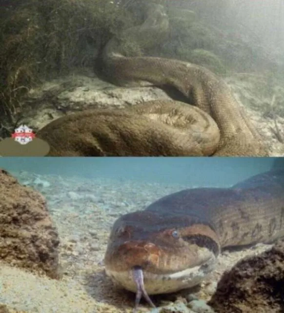 (뱀주의) 8미터 이상의 아나콘다 수중 촬영