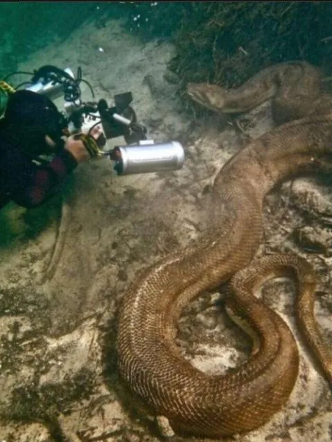 (뱀주의) 8미터 이상의 아나콘다 수중 촬영