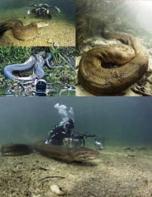 (뱀주의) 8미터 이상의 아나콘다 수중 촬영