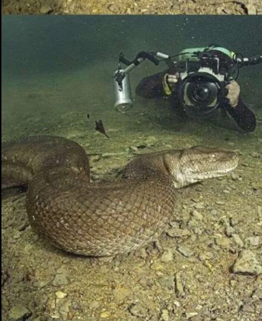 (뱀주의) 8미터 이상의 아나콘다 수중 촬영
