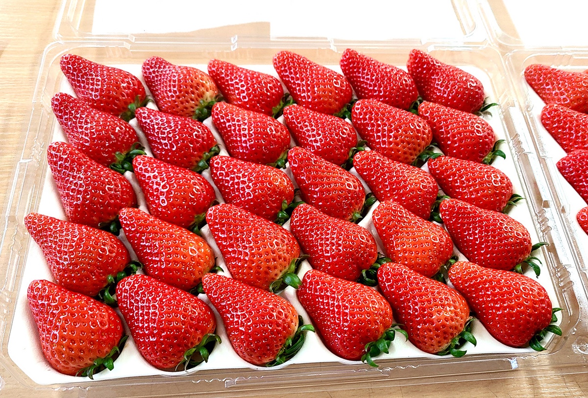 요즘 진짜 퀄리티 미친거 같은 한국 딸기 품종들