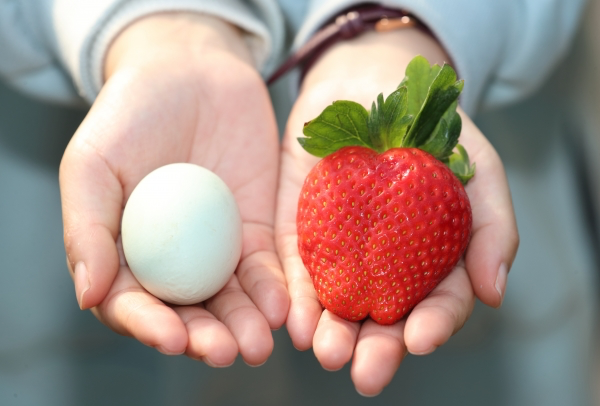 요즘 진짜 퀄리티 미친거 같은 한국 딸기 품종들