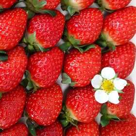 요즘 진짜 퀄리티 미친거 같은 한국 딸기 품종들