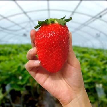 요즘 진짜 퀄리티 미친거 같은 한국 딸기 품종들