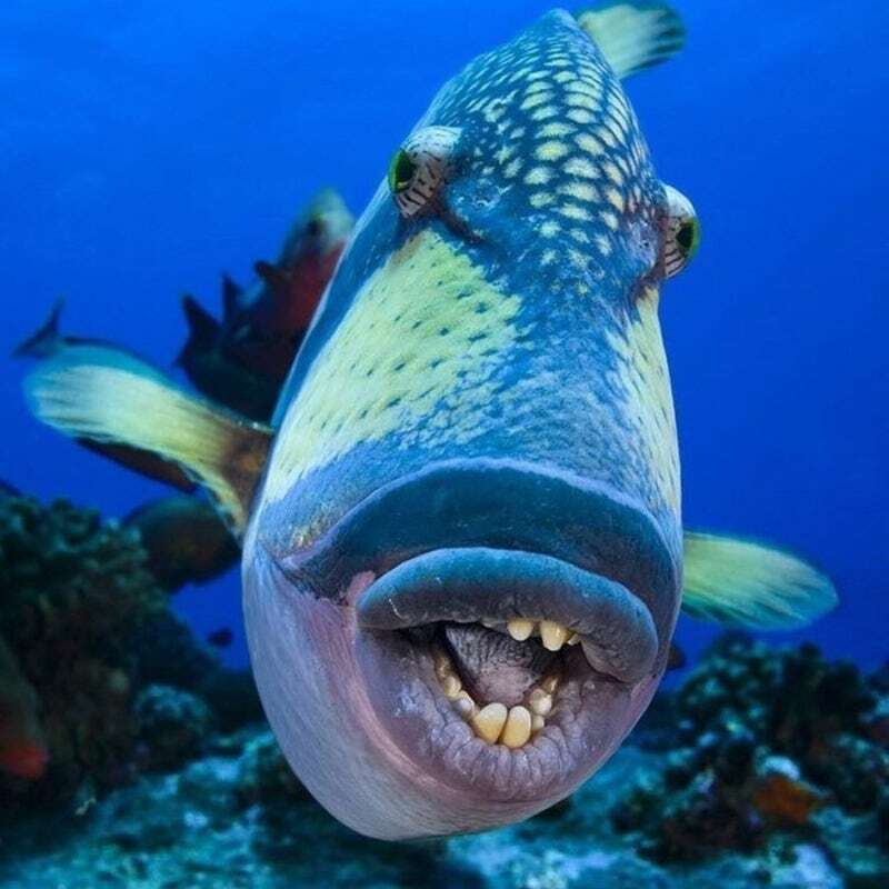 이외로 상어보다 더 많이 사람을 공격하는 물고기