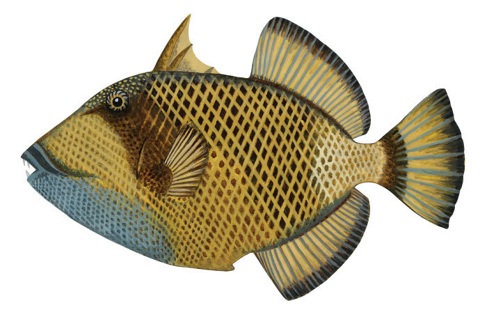 이외로 상어보다 더 많이 사람을 공격하는 물고기