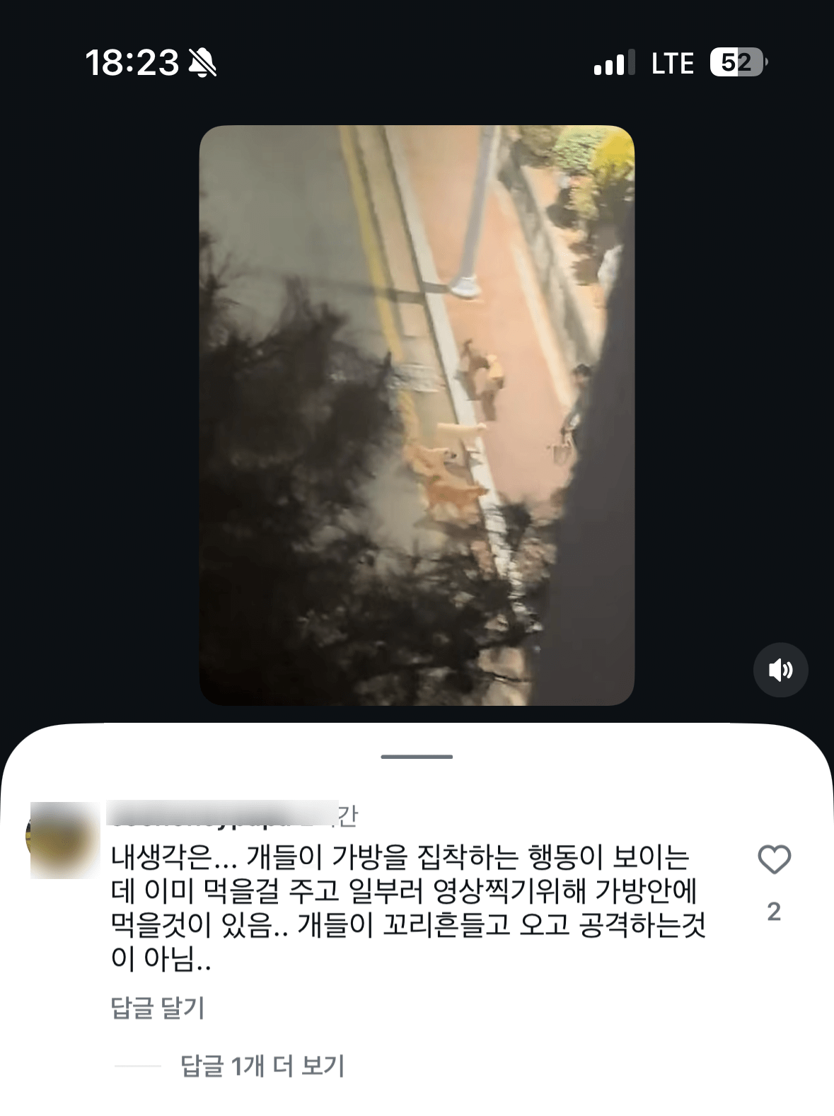 심각해 보이는 전주 송천동 들개무리들 ㄷㄷ