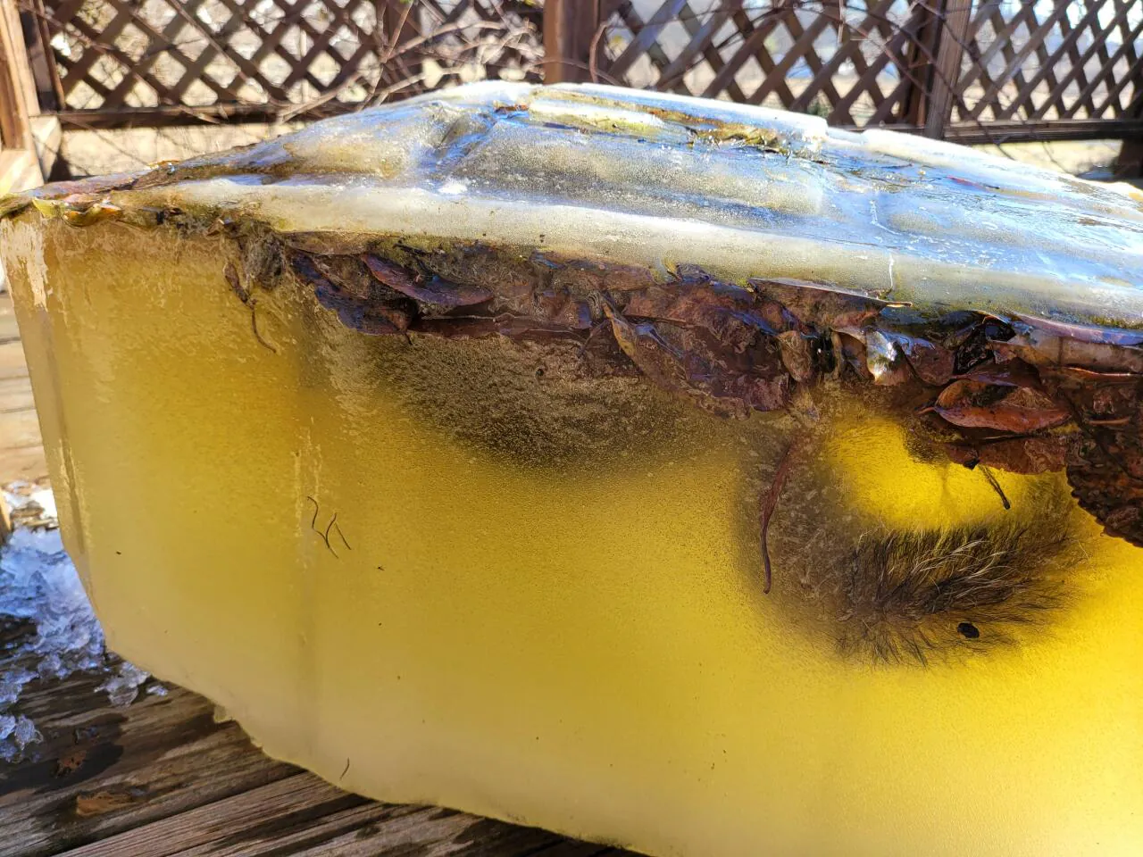 너무 추워서 그대로 얼어버린 청설모