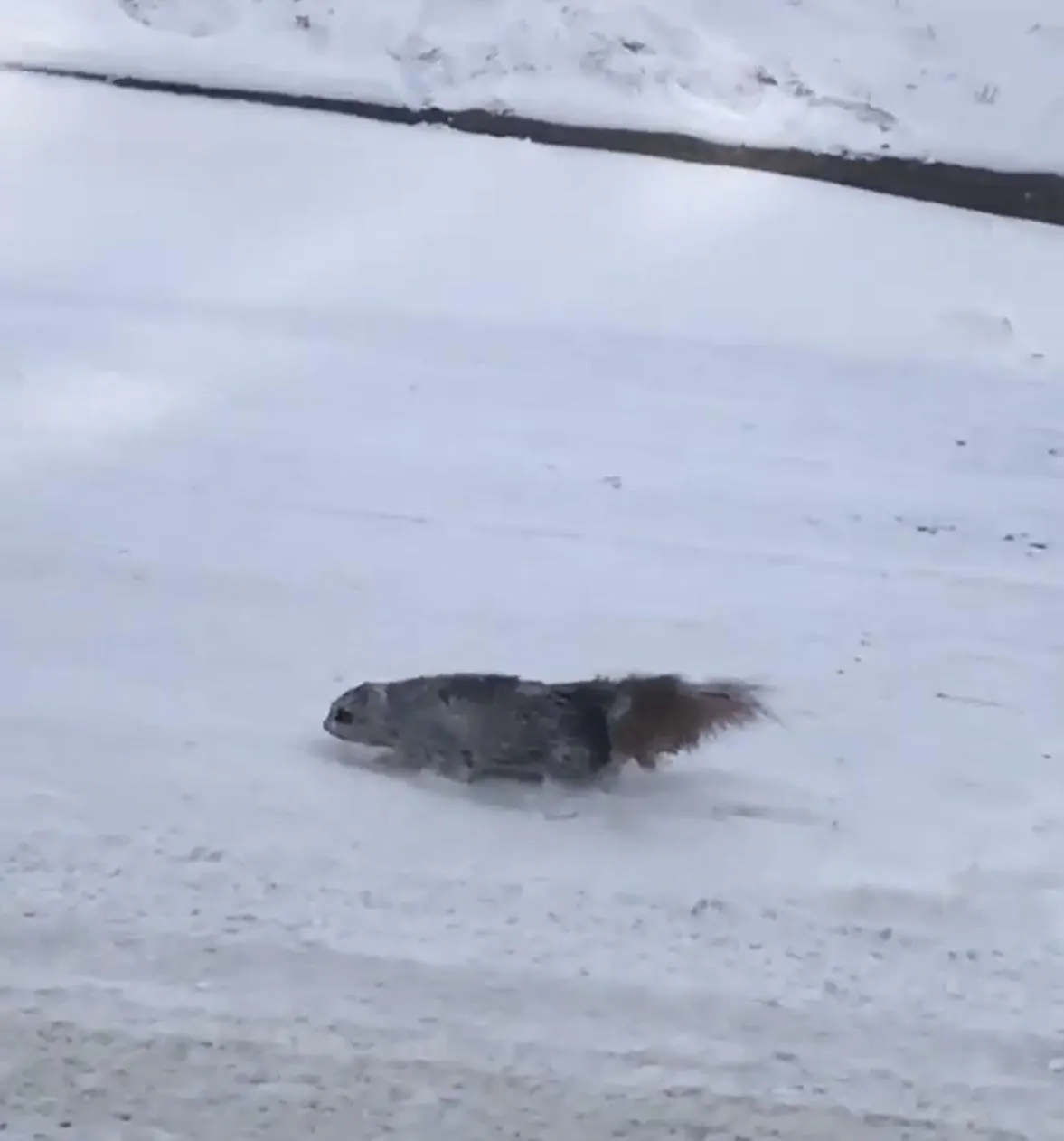 너무 추워서 그대로 얼어버린 청설모