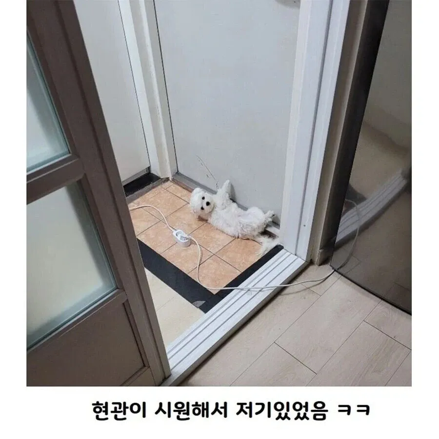 보일러 틀었더니 강아지 사라짐