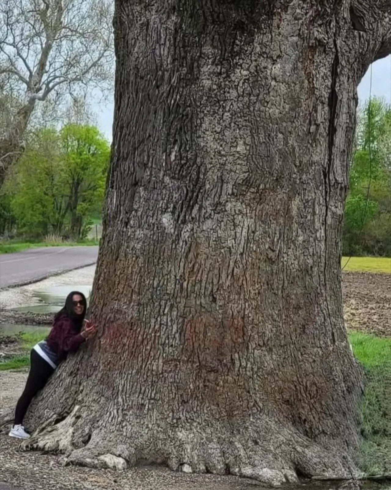 세계에서 제일 큰 오크 품종