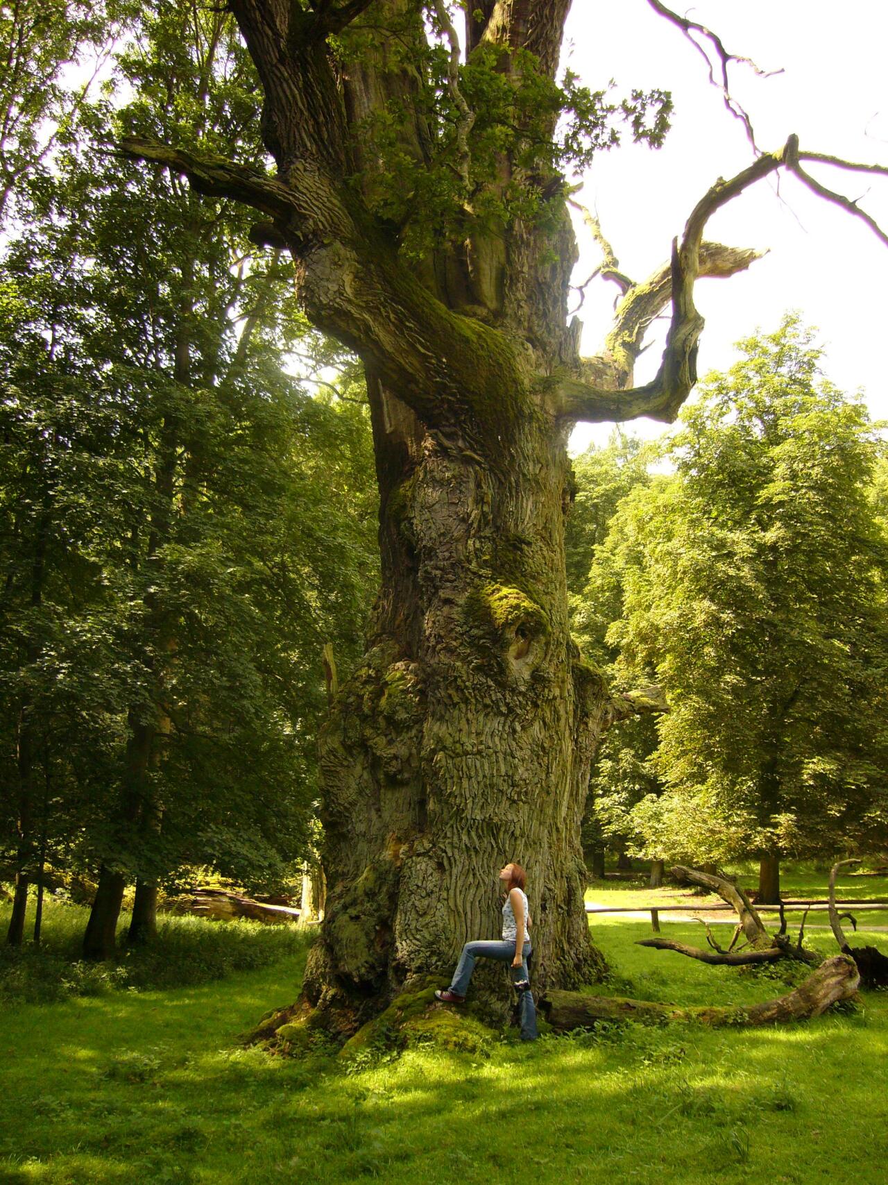 세계에서 제일 큰 오크 품종