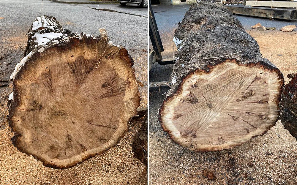 세계에서 제일 큰 오크 품종