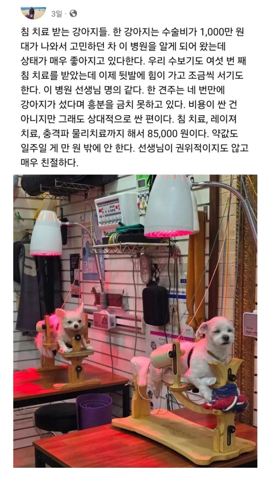 침 치료까지 받는 요즘 댕댕이들