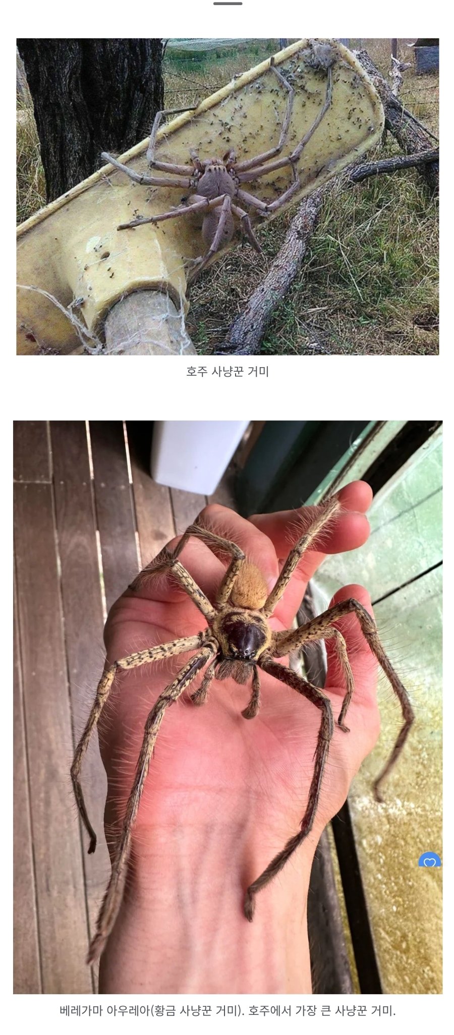 역대 가장 소름 끼치는 사진 81개