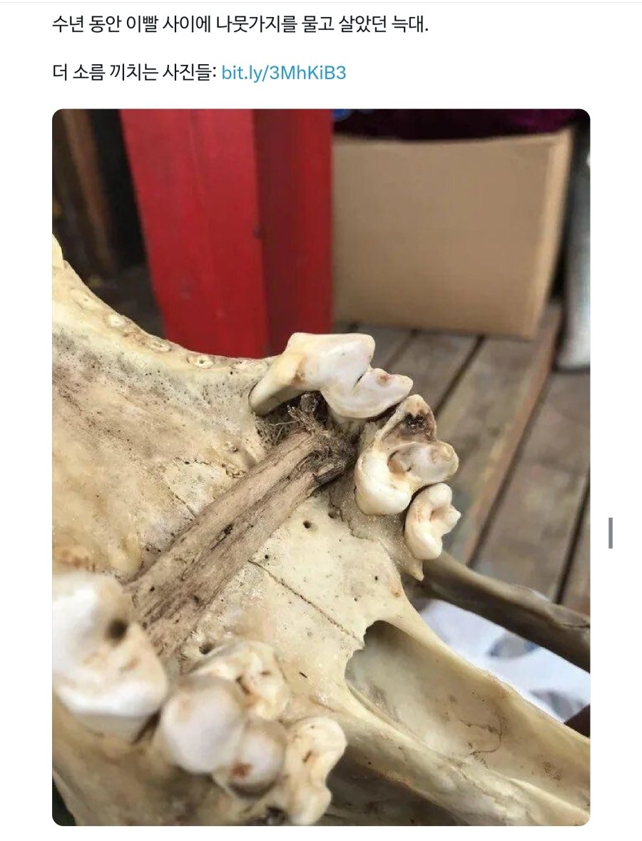 역대 가장 소름 끼치는 사진 81개