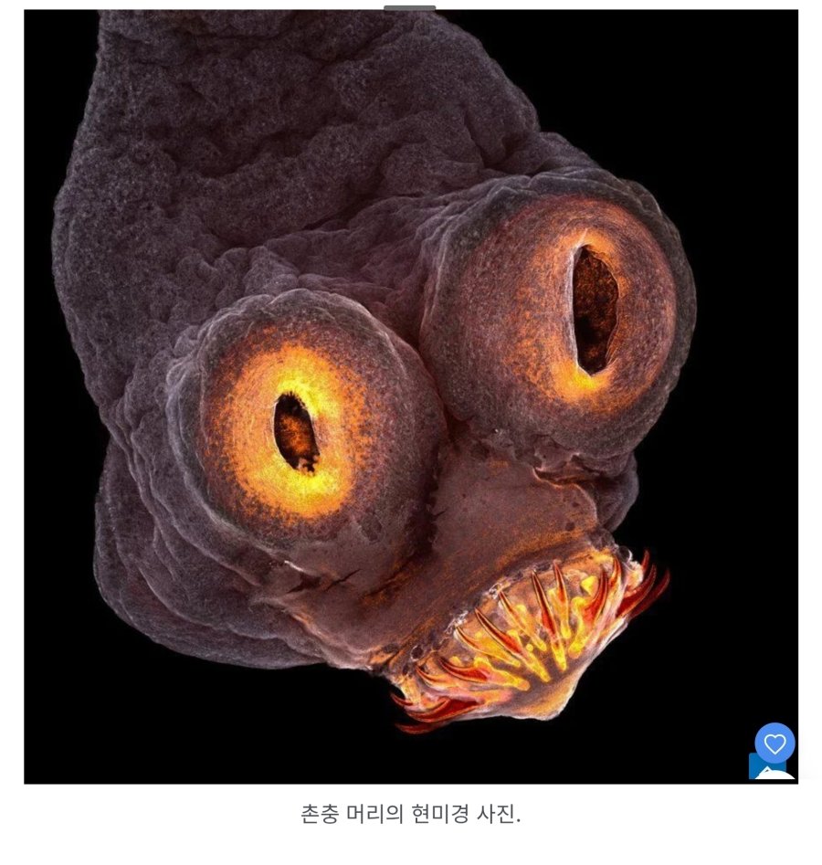역대 가장 소름 끼치는 사진 81개