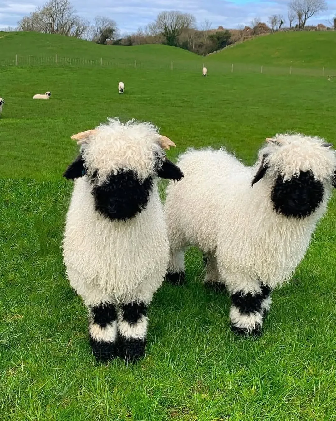 인형 같은 외모의 스위스 발레 블랙노즈 양