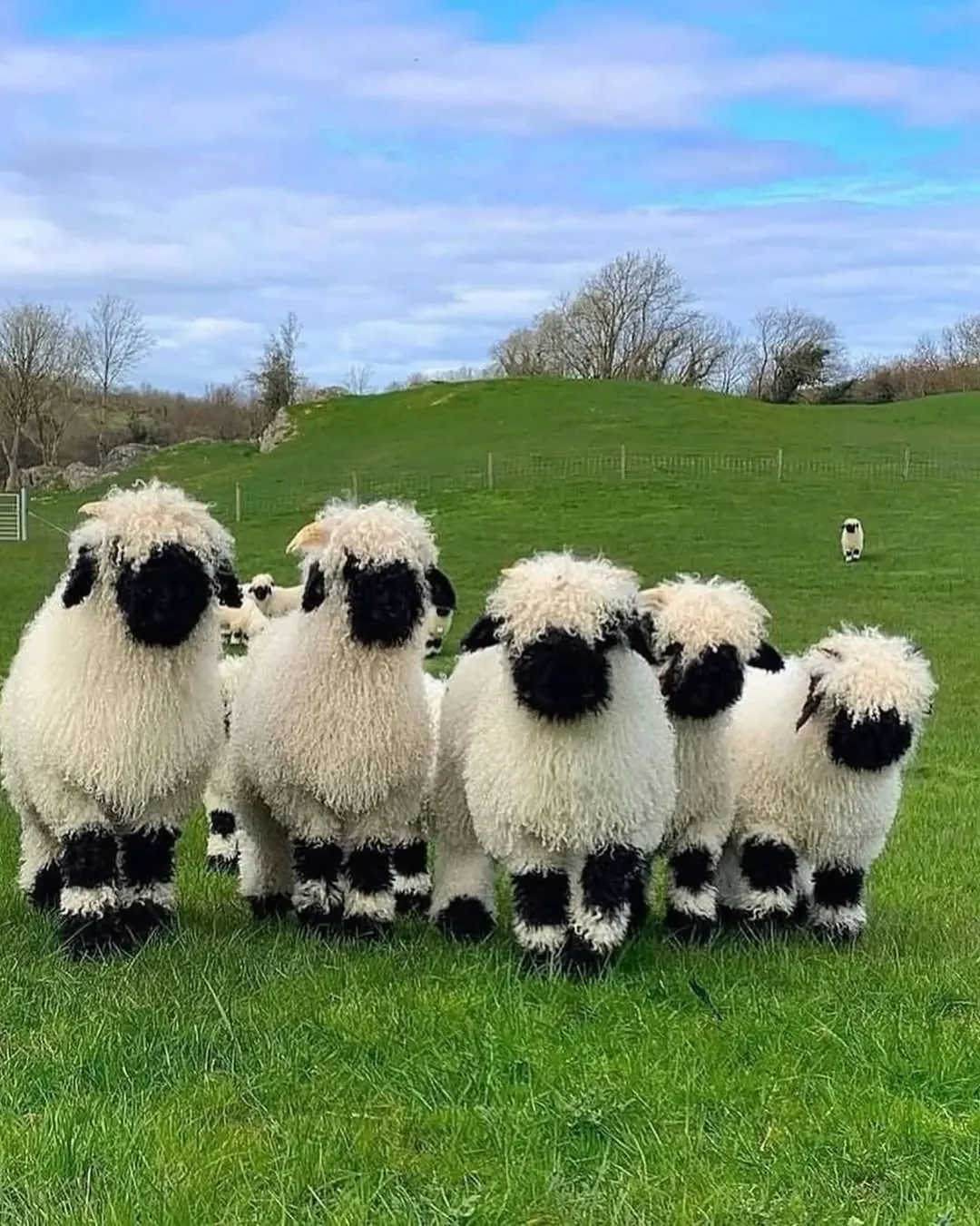 인형 같은 외모의 스위스 발레 블랙노즈 양