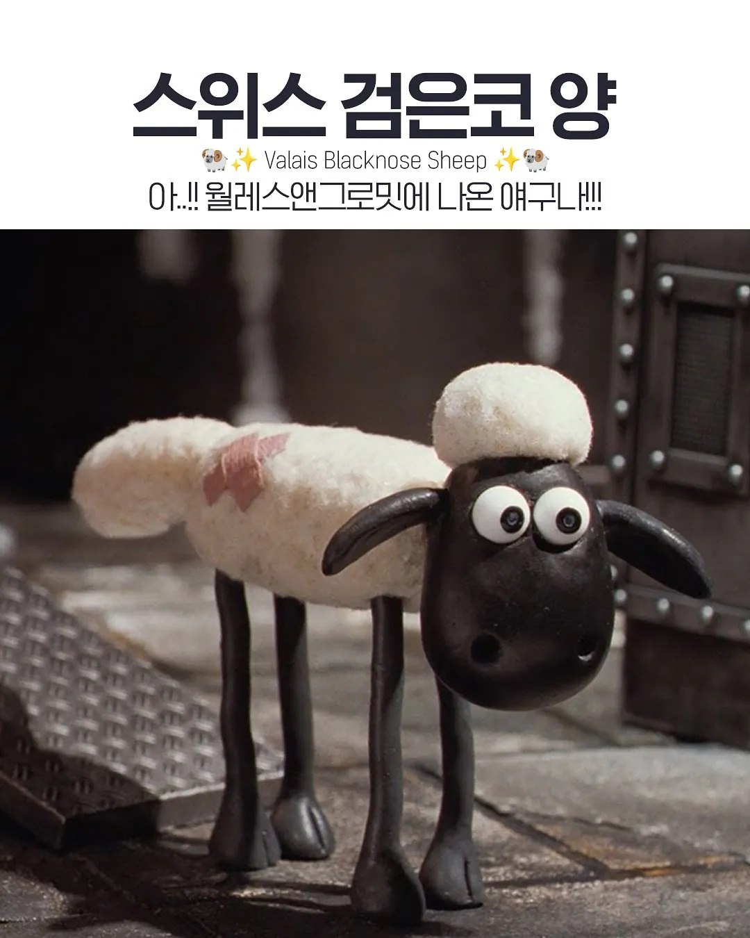 인형 같은 외모의 스위스 발레 블랙노즈 양