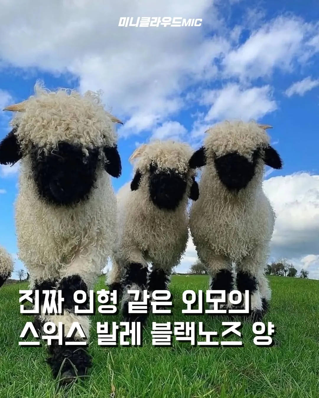 인형 같은 외모의 스위스 발레 블랙노즈 양