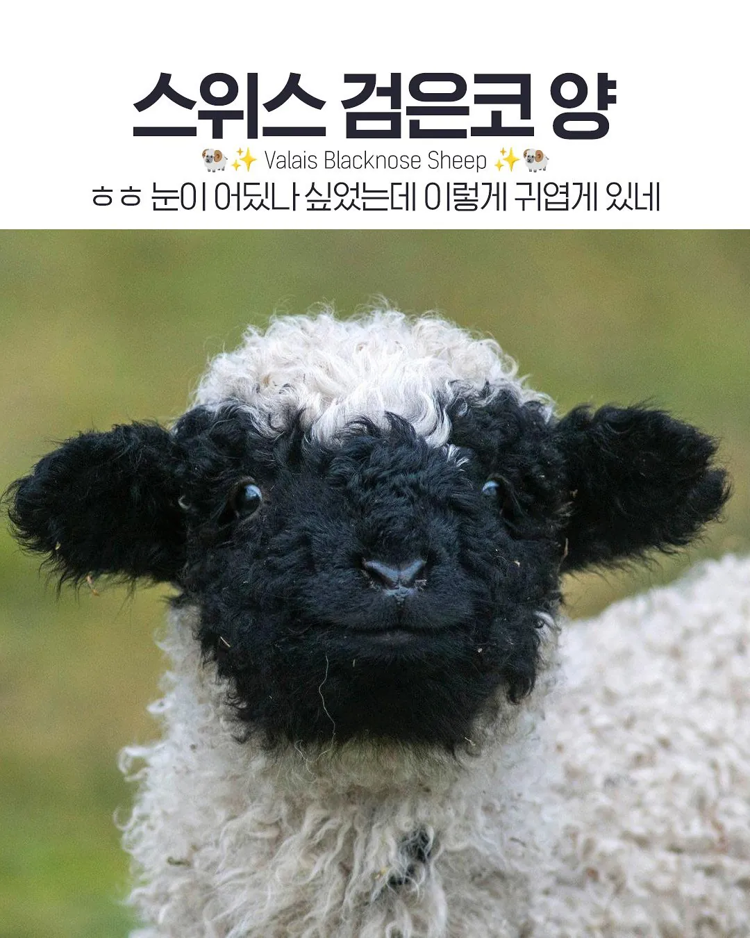 인형 같은 외모의 스위스 발레 블랙노즈 양