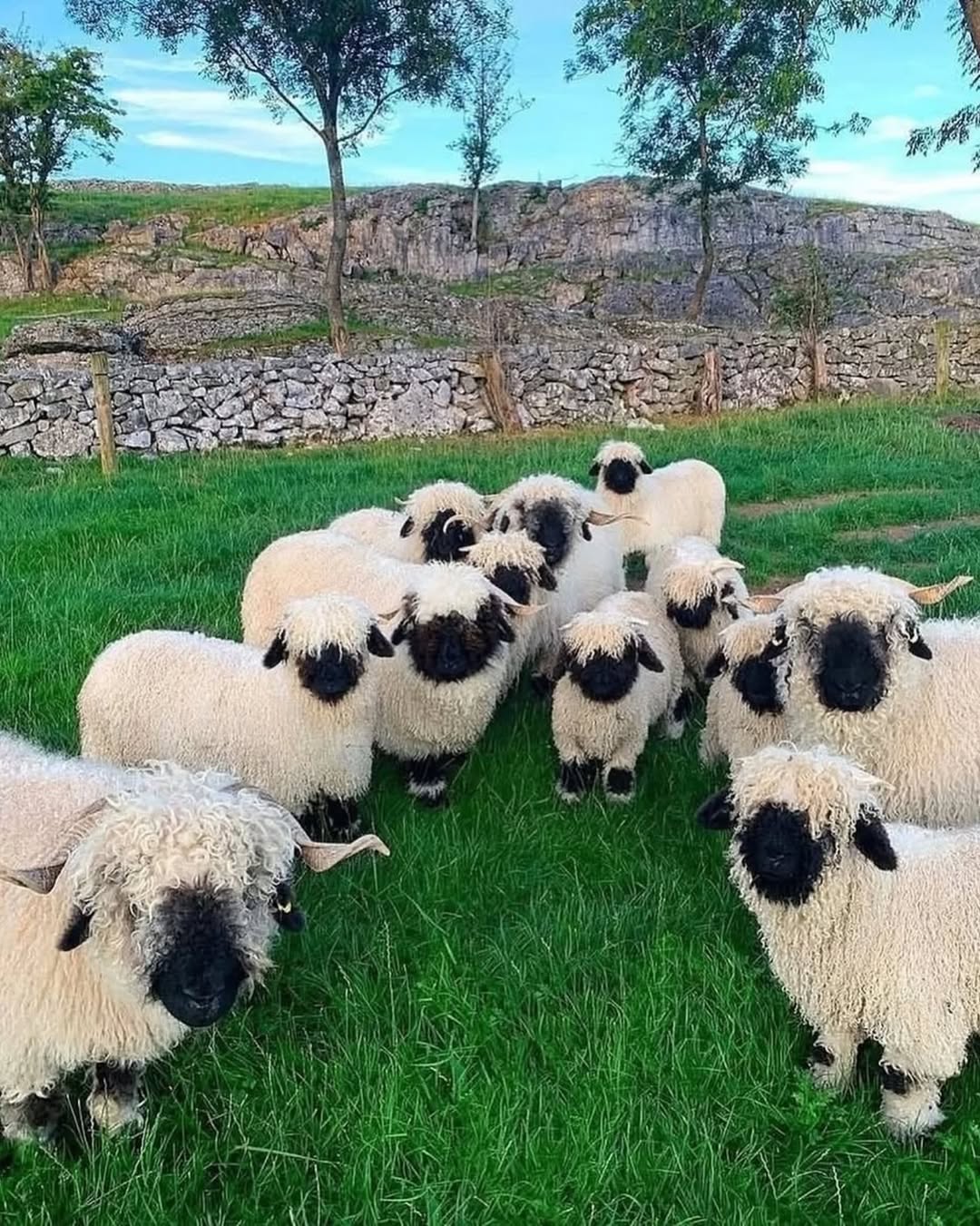 인형 같은 외모의 스위스 발레 블랙노즈 양