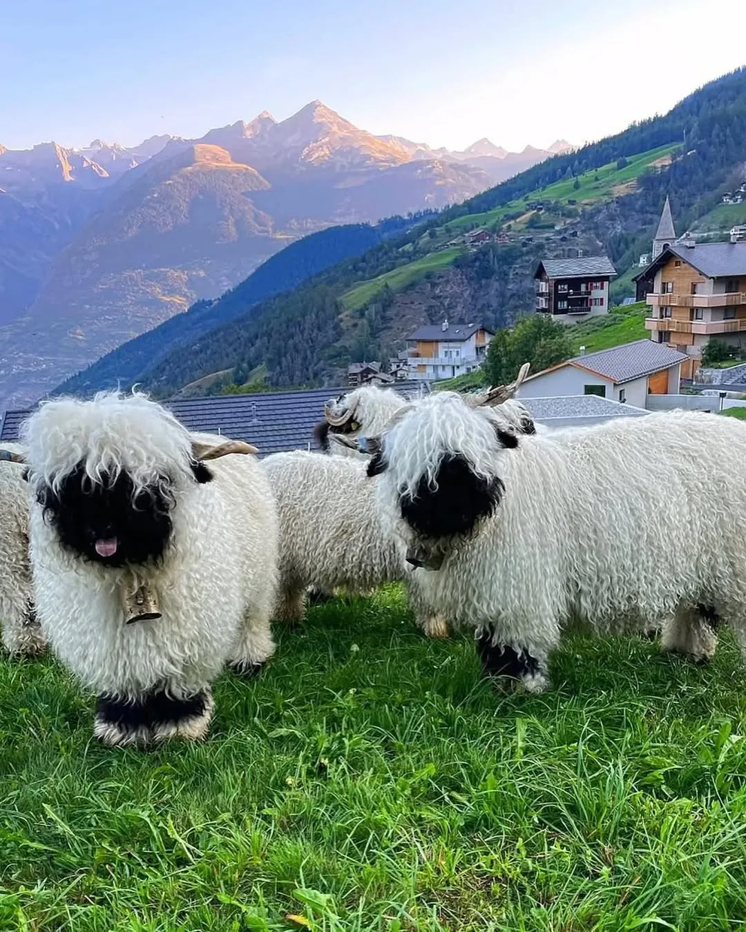 인형 같은 외모의 스위스 발레 블랙노즈 양