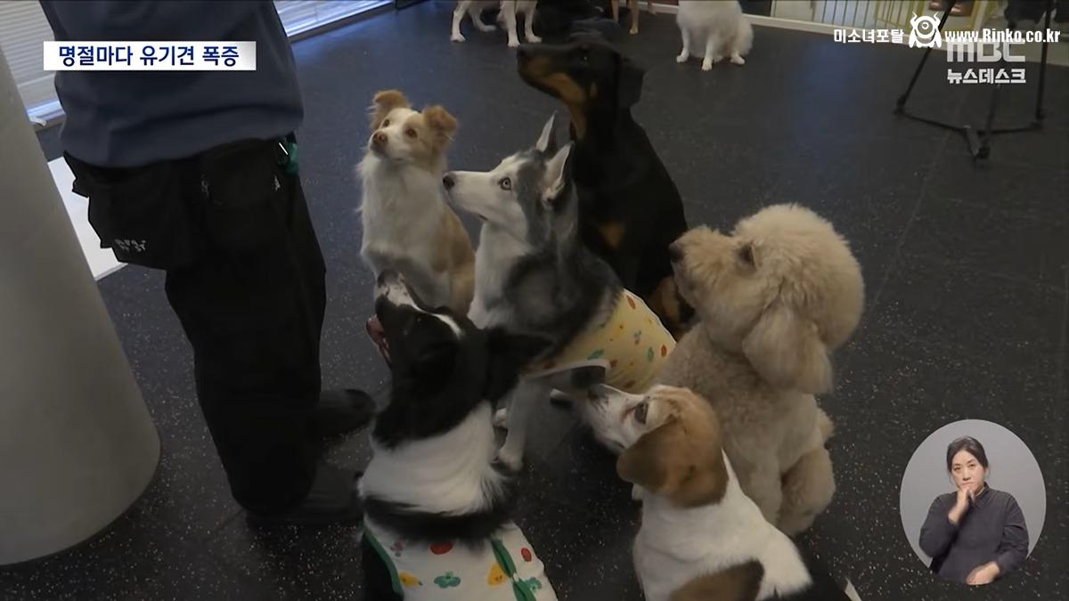 설·추석에 버려진 반려동물 6천 마리 6