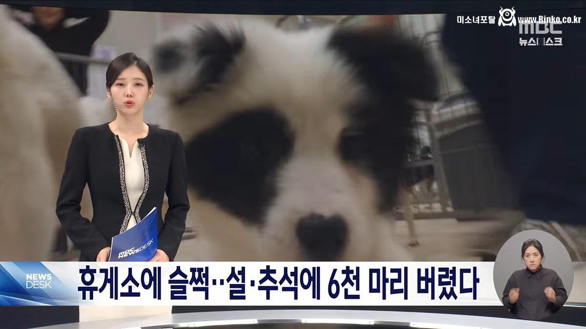 설·추석에 버려진 반려동물 6천 마리 1