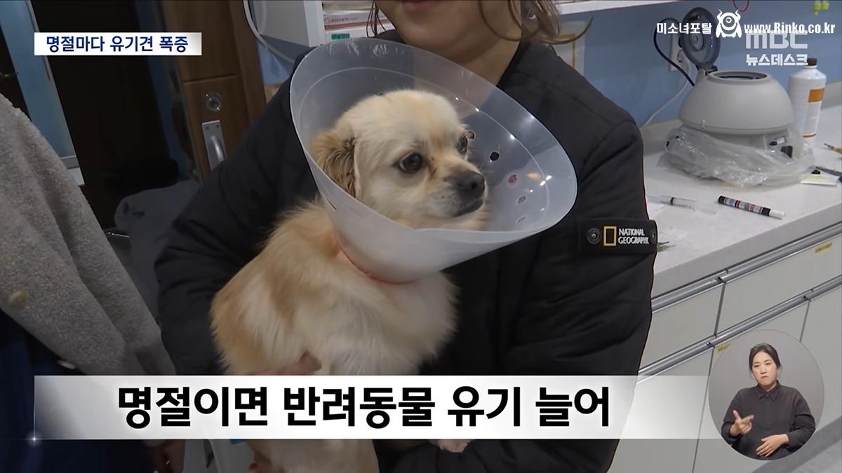 설·추석에 버려진 반려동물 6천 마리 2