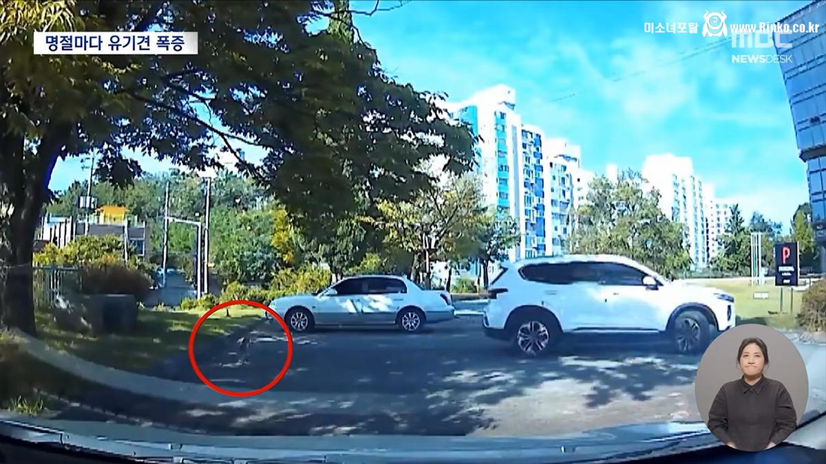 설·추석에 버려진 반려동물 6천 마리 4