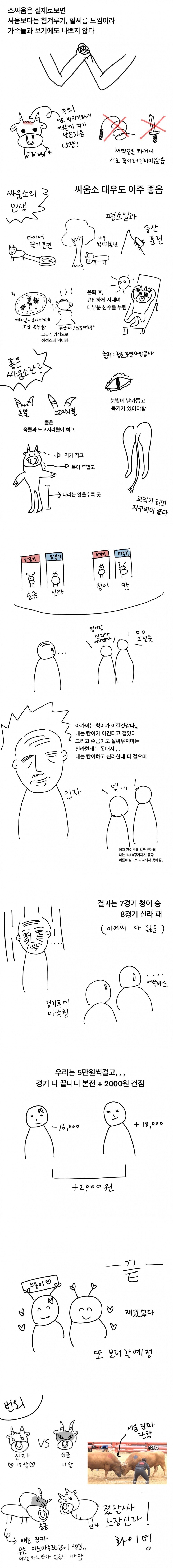 청도 소싸움 보러 간 후기 만화