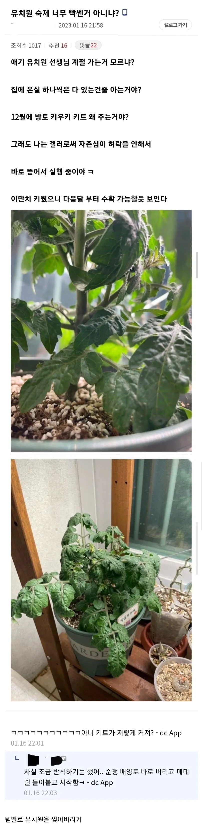 겨울에 방울토마토 키우기 숙제를 준 유치원에 분노한 부모