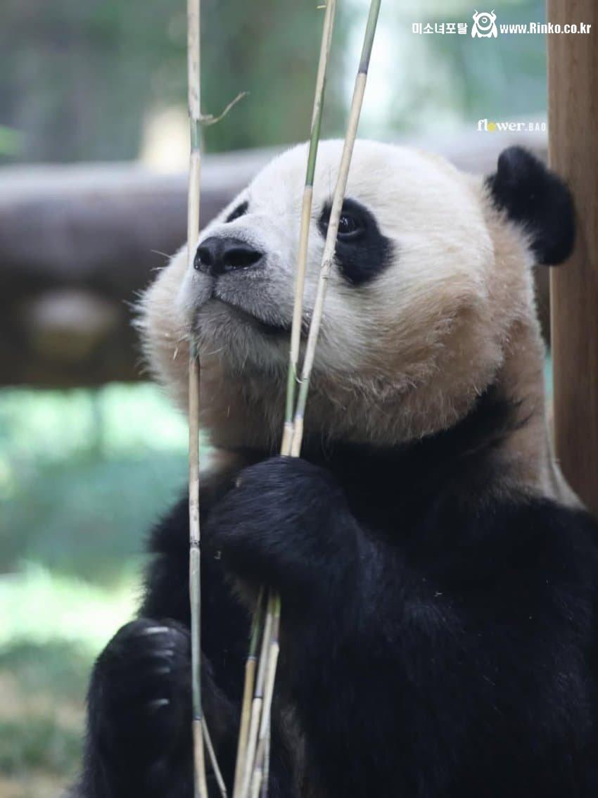 푸바오 막내동생 최근 모습 2