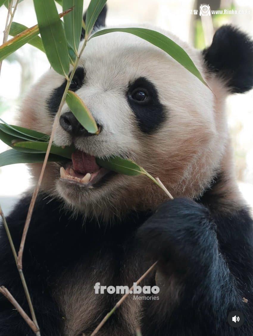 푸바오 막내동생 최근 모습 4