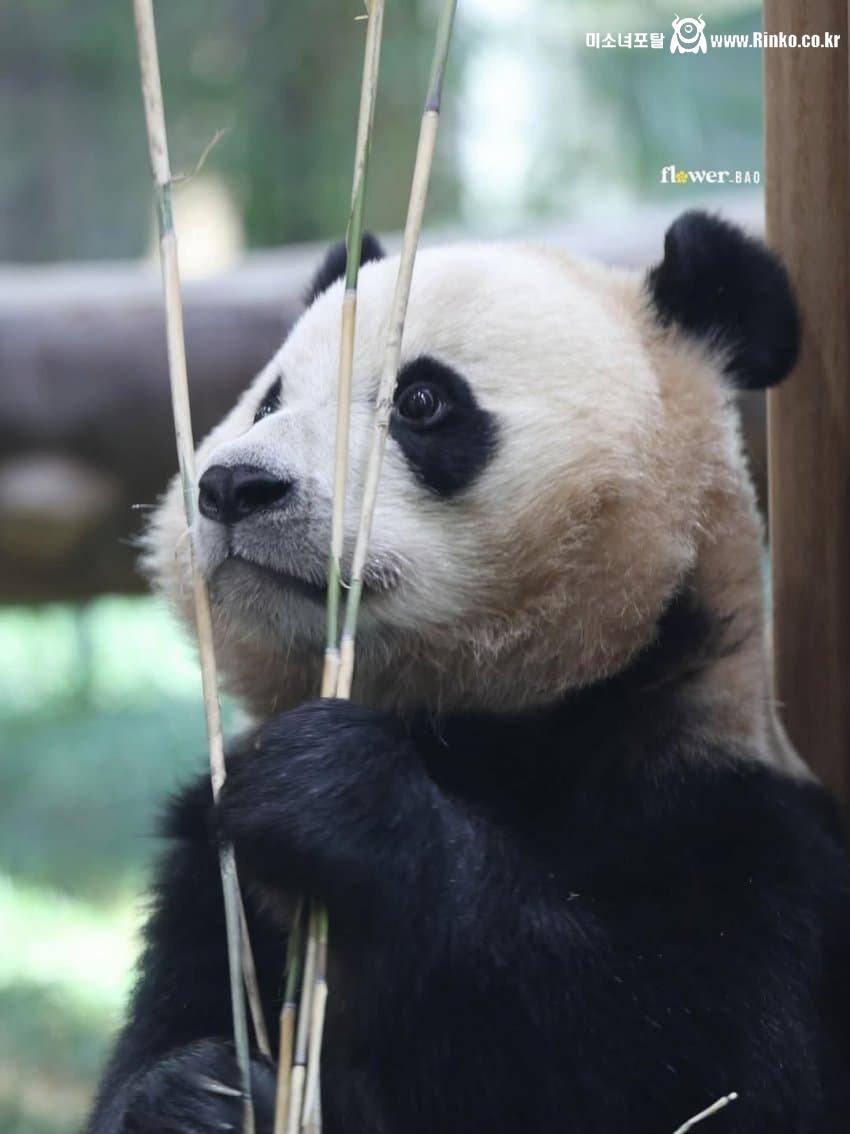 푸바오 막내동생 최근 모습 1