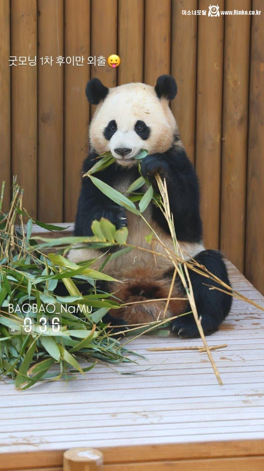 푸바오 막내동생 최근 모습 3