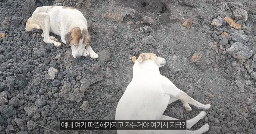 인간 따라 화산에 오른 강아지들