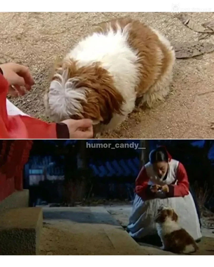 의외로 조선시대에 있었던 견종 2